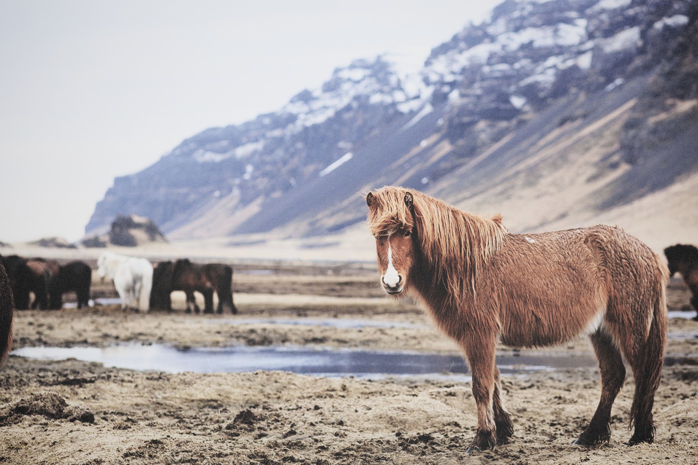 my-wanderlust-notes-febbraio-in-islanda-inseguendo-l-aurora-boreale-cavalli